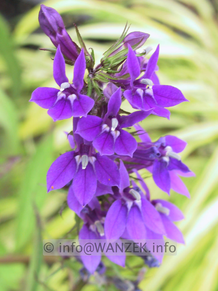 Lobelia gerardii 1.JPG